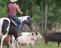 tobiano-see-pics-horse