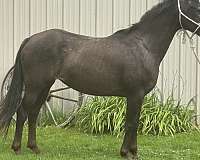 pa-poa-horse