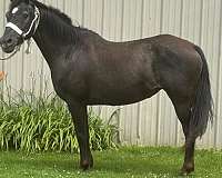 black-pa-horse