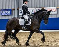 friesian-mare