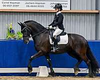 friesian-horse