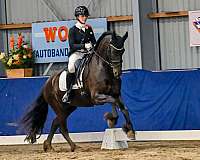 friesian-horse-for-sale