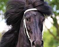 breeding-friesian-horse