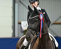 sport-friesian-horse