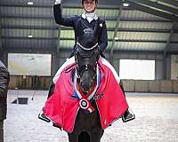 dressage-friesian-horse