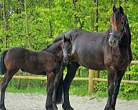 breeders-friesian-horse