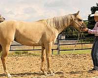 ranch-versatility-quarter-horse