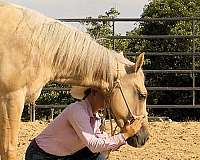 reined-cow-quarter-horse