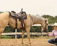 reining-quarter-horse