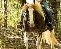 beginner-gypsy-vanner-horse