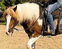 red-roan-gypsy-vanner-gelding