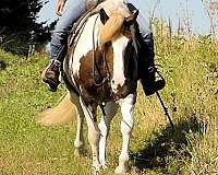 red-roan-roanpaint-gypsy-vanner-halflinger-horse