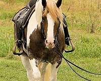 dressage-gypsy-vanner-horse