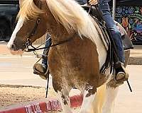 hunter-jumper-gypsy-vanner-horse