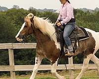 trail-class-competition-gypsy-vanner-horse