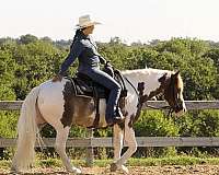 trail-gypsy-vanner-horse