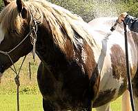 trail-riding-gypsy-vanner-horse