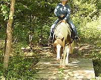 western-dressage-gypsy-vanner-horse