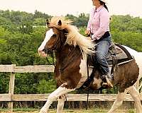 youth-gypsy-vanner-horse