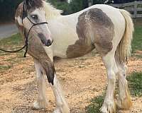 buckskin-filly-for-sale