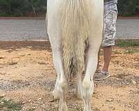 14-hand-gypsy-vanner-filly