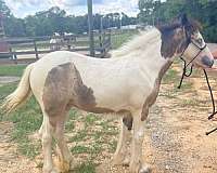 buckskin-roan-gypsy-vanner-horse