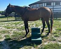 brown-white-patch-on-forehead-nare-horse