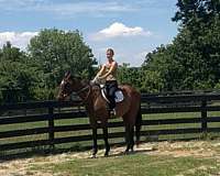 dressage-thoroughbred-horse