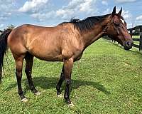 ridden-english-thoroughbred-horse