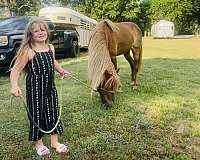 4h-welsh-cob-horse