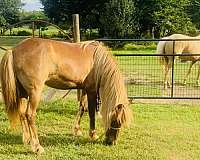 buckskin-welsh-cob-horse