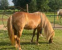 playday-welsh-cob-horse