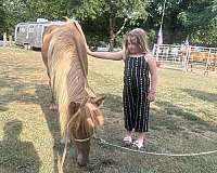 parade-welsh-cob-horse