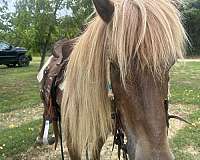 family-welsh-cob-horse