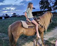 bombproof-welsh-cob-horse