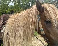 safe-welsh-cob-horse