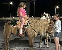 calm-welsh-cob-horse