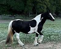 breeding-trail-riding-gypsy-vanner-horse