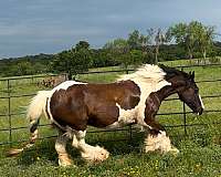 breeding-trail-riding-gypsy-vanner-horse