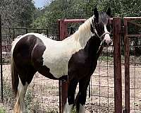 piebald-gvhs-filly