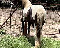 piebald-gvhs-horse