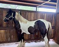 piebald-filly-for-sale