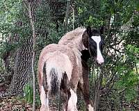 13-hand-gypsy-vanner-filly