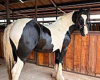 farrier-work-gypsy-vanner-horse