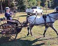 appaloosa-pony