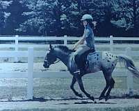 appaloosa-gelding