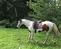 english-pleasure-paint-horse