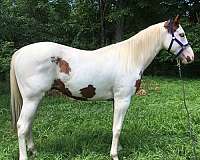 tovero-paint-gelding