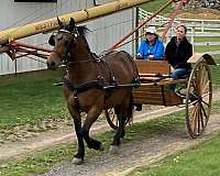 bay-morgan-horse