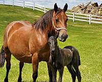 belgian-morgan-horse